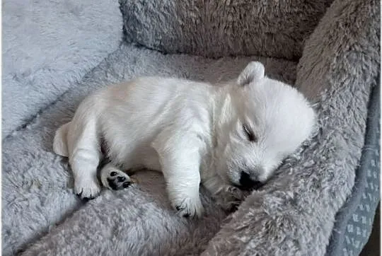 ZKwP FCI West Highland White Terrier | westie 2025, Śląskie, Częstochowa