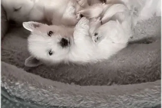ZKwP FCI West Highland White Terrier | westie 2025, Śląskie, Częstochowa