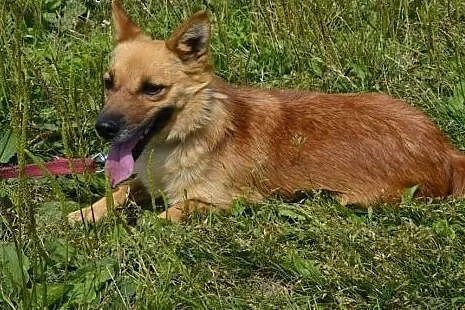 Lisa-najmniejsza sunia w schronisku - boi się świa