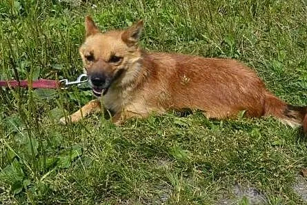 Lisa-najmniejsza sunia w schronisku - boi się świa