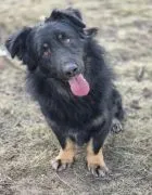 Kajtuś - fantastyczny, inteligentny przegubowiec szuka domu!  Przedstawiamy dzisiaj Kajetana - dla p