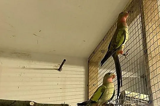 papugi księżniczki walli para, Podkarpackie, Przeworsk