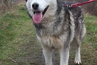 CHABER- przyjacielski husky szuka domu,  śląskie K