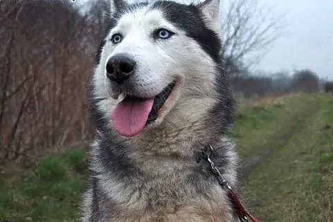 CHABER- przyjacielski husky szuka domu,  śląskie K