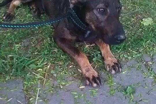 Fado-uroczy psiak czeka na dom