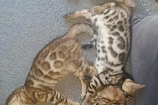 Koty Bengalskie z rodowodem, Zielona Góra