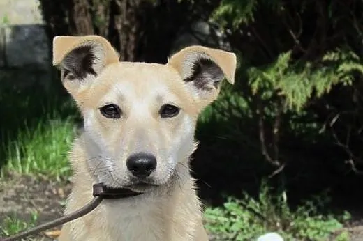 Gucio - roczny biszkopt do adopcji,  śląskie Katowice