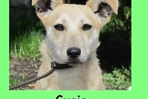 Gucio - roczny biszkopt do adopcji,  śląskie Katow