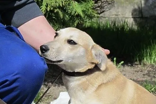 Gucio - roczny biszkopt do adopcji,  śląskie Katow