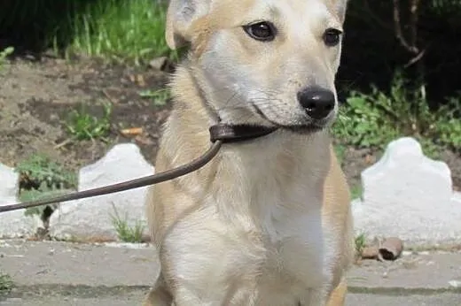 Gucio - roczny biszkopt do adopcji,  śląskie Katow