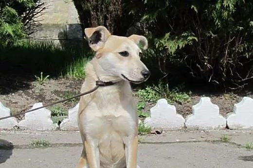 Gucio - roczny biszkopt do adopcji,  śląskie Katow