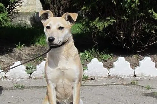 Gucio - roczny biszkopt do adopcji,  śląskie Katow