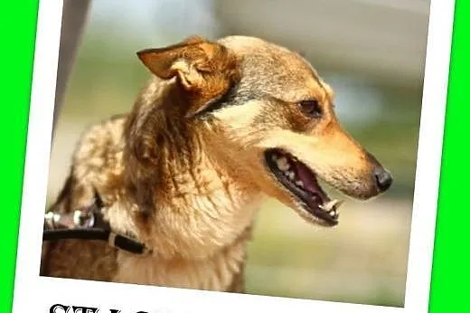 10kg,wilczasta,łagodna,przyjazna,delikatna suczka STASIA.Adopcja,  łódzkie Łódź