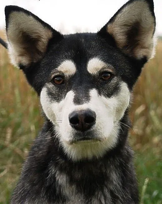 Layka piękna, młoda suczka mix alaskan malamute AD