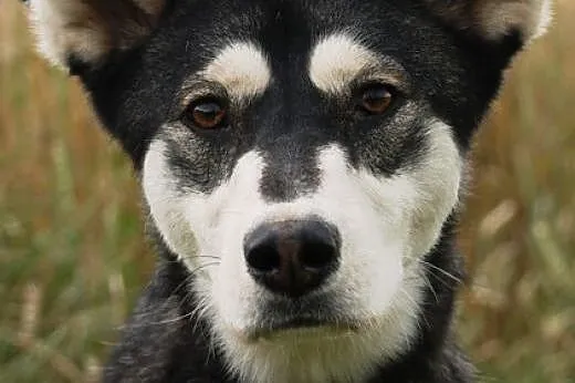 Layka piękna, młoda suczka mix alaskan malamute AD