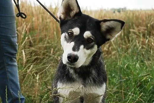 Layka piękna, młoda suczka mix alaskan malamute AD