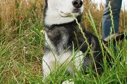 Layka piękna, młoda suczka mix alaskan malamute AD