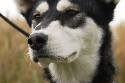 Layka piękna, młoda suczka mix alaskan malamute AD