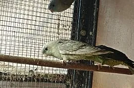 Likwidacja ptaki egzotyka papugi katarzynki , Tarnów