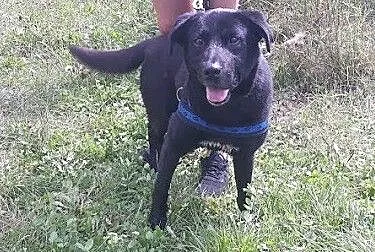 Stachu-przyjacielski,energiczny,aktywny psiak mix labrador, Śląskie, Jaworzno