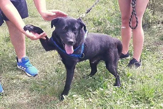 Stachu-przyjacielski,energiczny,aktywny psiak mix labrador, Śląskie, Jaworzno