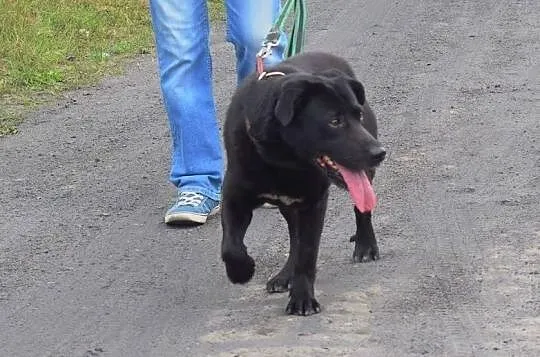 Stachu-przyjacielski,energiczny,aktywny psiak mix labrador, Śląskie, Jaworzno