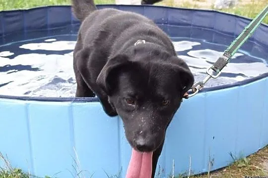 Stachu-przyjacielski,energiczny,aktywny psiak mix labrador, Śląskie, Jaworzno