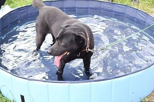 Stachu-przyjacielski,energiczny,aktywny psiak mix labrador, Śląskie, Jaworzno