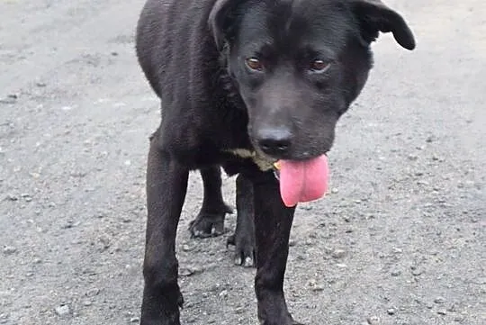 Stachu-przyjacielski,energiczny,aktywny psiak mix labrador, Śląskie, Jaworzno