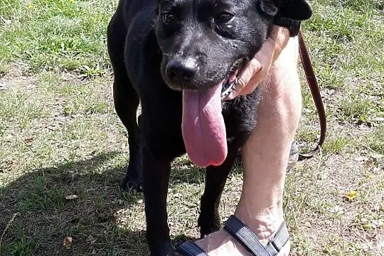 Stachu-przyjacielski,energiczny,aktywny psiak mix labrador, Śląskie, Jaworzno