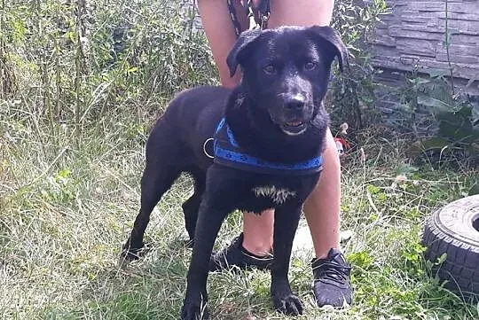 Stachu-przyjacielski,energiczny,aktywny psiak mix labrador, Śląskie, Jaworzno