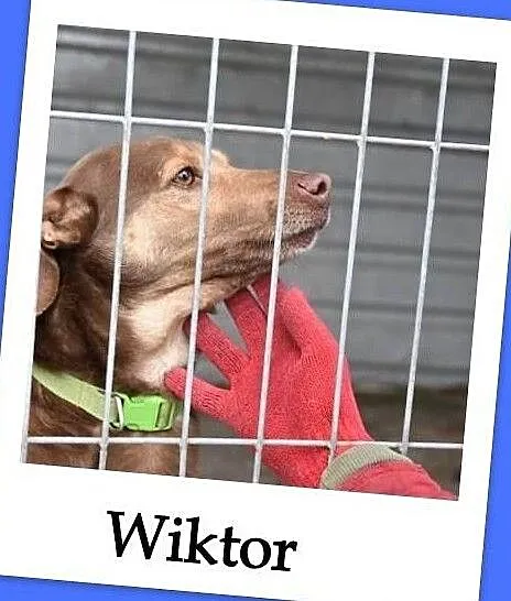 Średni,łagodny,grzeczny,kochający ludzi,młody,zaszczepiony psiak WIKTOR.Adopcja., Małopolskie, Kraków
