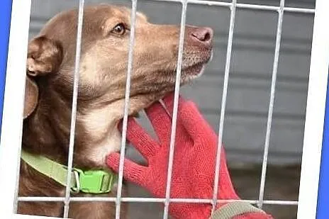 Średni,łagodny,grzeczny,kochający ludzi,młody,zaszczepiony psiak WIKTOR.Adopcja., Małopolskie, Kraków