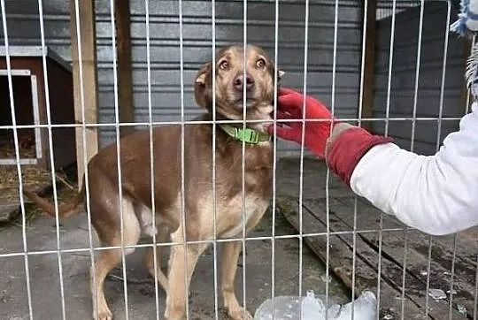 Średni,łagodny,grzeczny,kochający ludzi,młody,zaszczepiony psiak WIKTOR.Adopcja., Małopolskie, Kraków