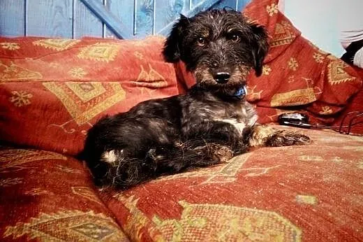 Shaggy, przepiękny  niesamowity przytulas w typie 