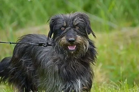 Shaggy, przepiękny  niesamowity przytulas w typie 