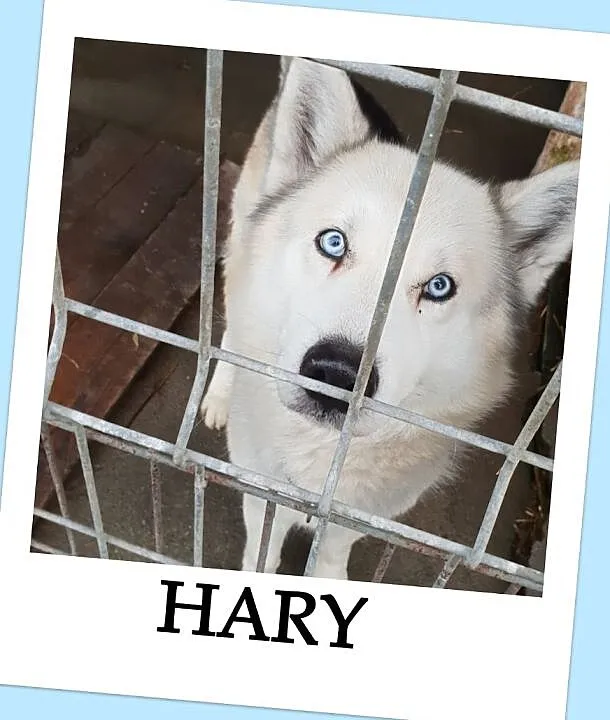 Husky mix,młody,kontaktowy,do domu z ogrodem,zaszczepiony pies HARY.Adopcja., , Wrocław