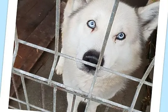Husky mix,młody,kontaktowy,do domu z ogrodem,zaszczepiony pies HARY.Adopcja., , Wrocław