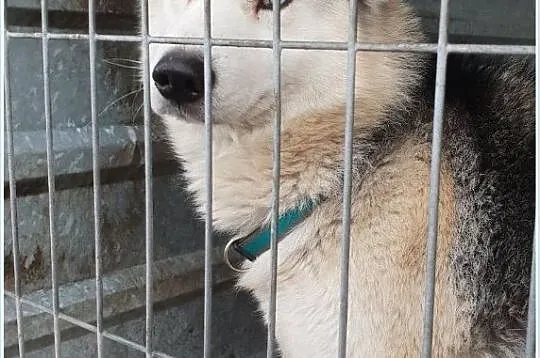 Husky mix,młody,kontaktowy,do domu z ogrodem,zaszczepiony pies HARY.Adopcja., , Wrocław