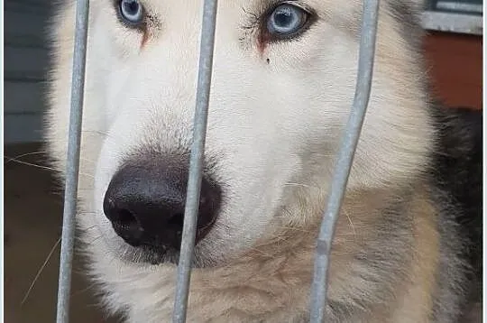 Husky mix,młody,kontaktowy,do domu z ogrodem,zaszczepiony pies HARY.Adopcja., , Wrocław