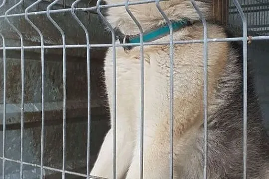 Husky mix,młody,kontaktowy,do domu z ogrodem,zaszczepiony pies HARY.Adopcja., , Wrocław
