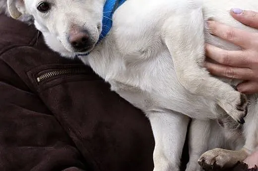 Śnieżek do adopcji,  kujawsko-pomorskie Włocławek