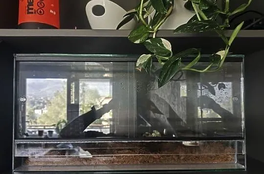 Pyton Królewski + Terrarium, Śląskie, Bielsko-Biała