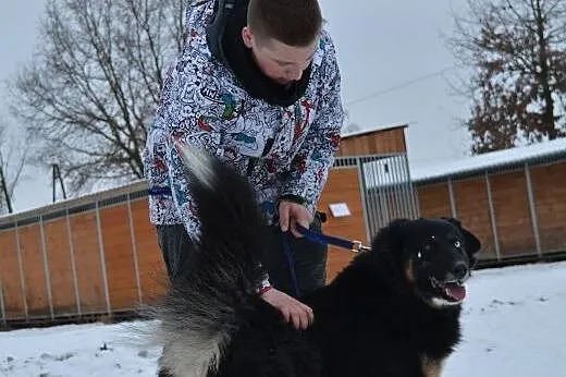 Krabik - piękny, spokojny, duży psiak do adopcji. 