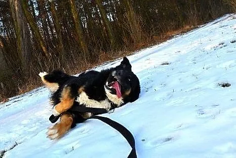 Krabik - piękny, spokojny, duży psiak do adopcji. 