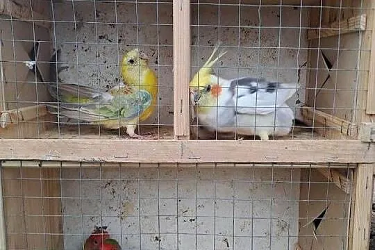 Sprzedam papugi