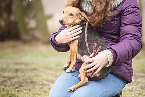 Abi, mały uszatek, wspaniała, przytulaśna suczka d