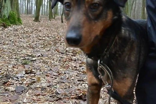 FOREST, bezkonfliktowy młodzieniec,  łódzkie Skier