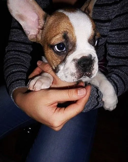 Piesek Buldog Francuski :), kujawsko-pomorskie Wą