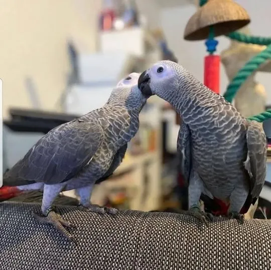 Papuga żako do adopcji. Aktualizacje e-mailem // {{benedettabeatrice839@gmail.com}} Whatsapp +44 753, , Lubień